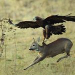 eagle attack